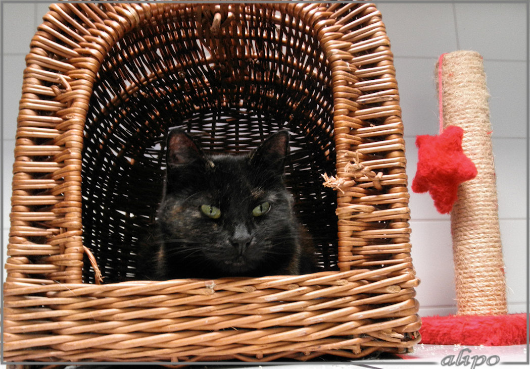 Izzy nog in het asiel