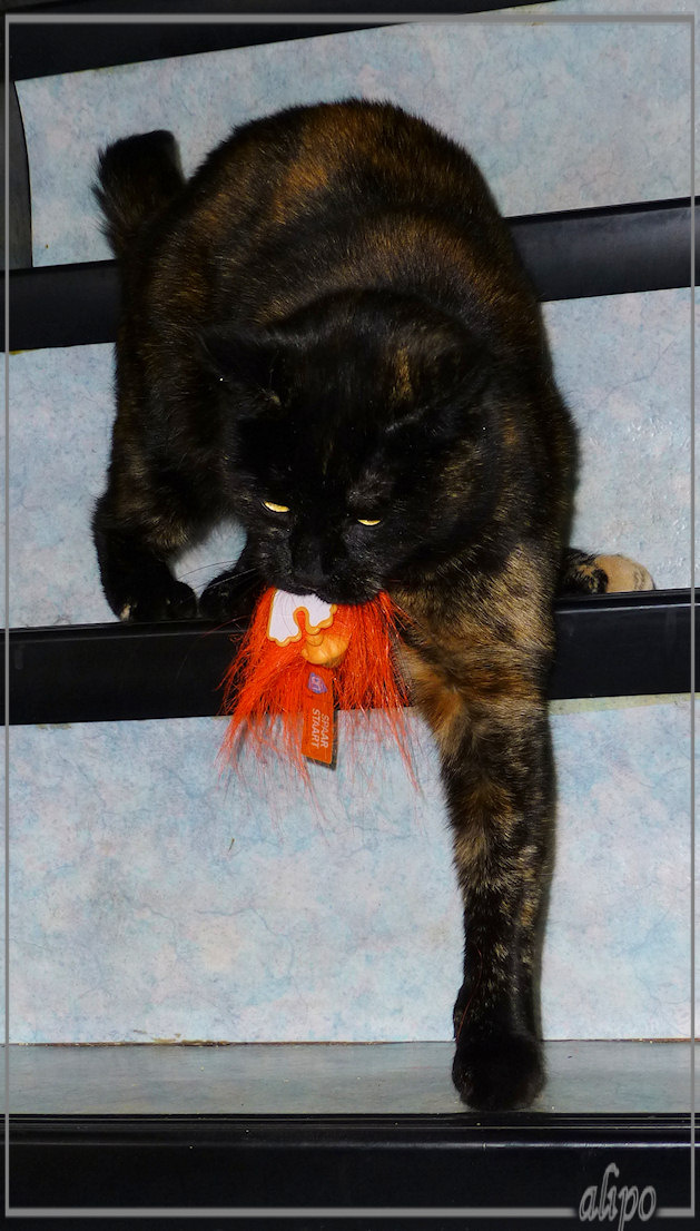 15-3-2013: Izzy met wuppie