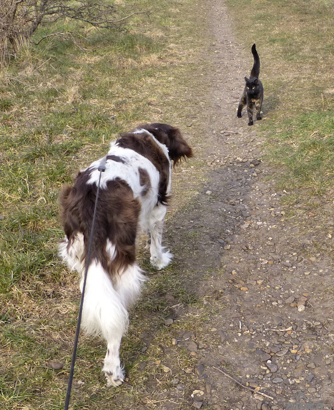 8-4-2013: Izzy met Stella aan de overkant