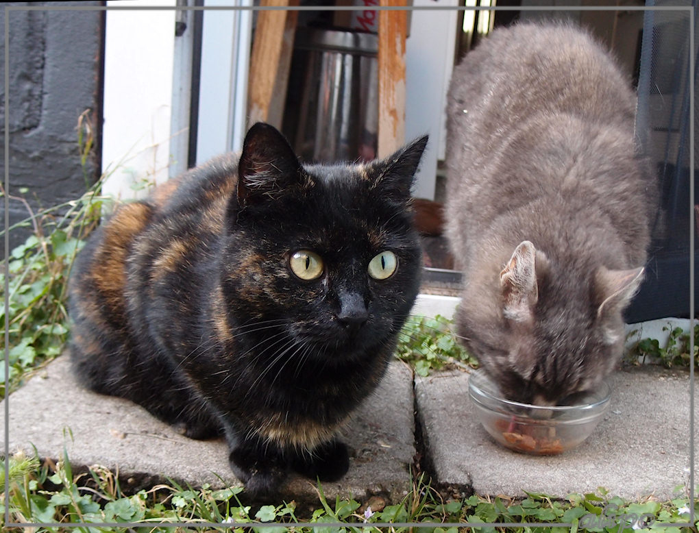 27-7-2013: Izzy met Teigetje (Willem)