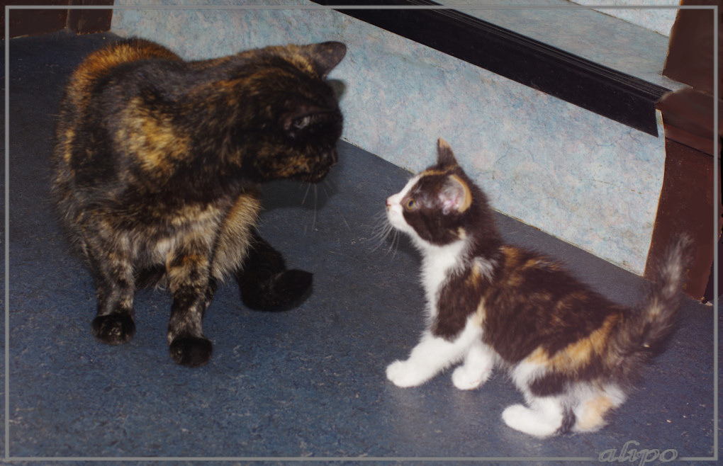 20-6-2015: Met het opvangpoesje McFlurry