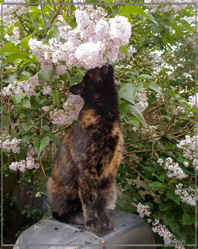 19-5-2016: Izzy ruikt aan de sering