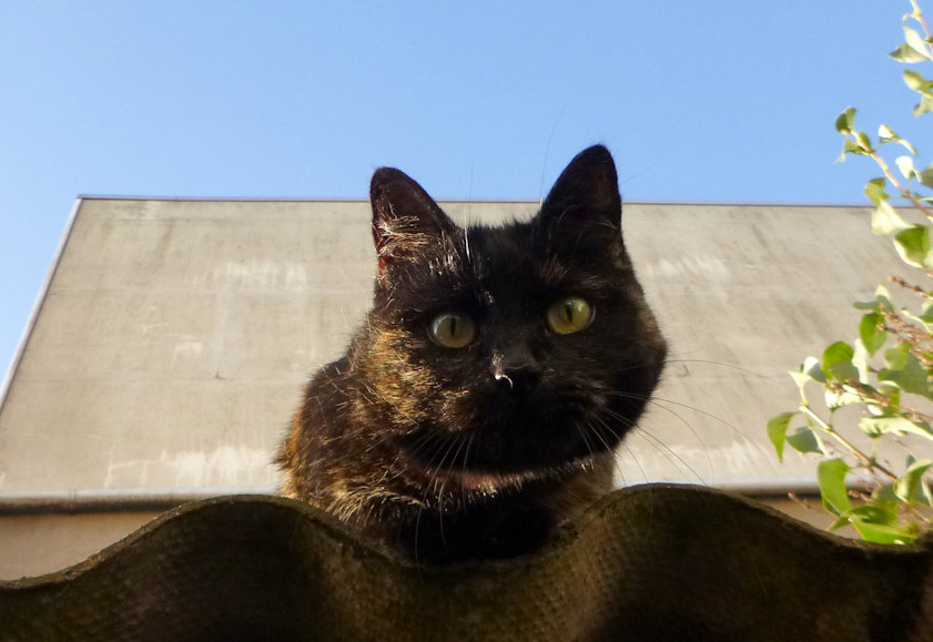 7-10-2018: Kiekeboe, daar ben ik weer