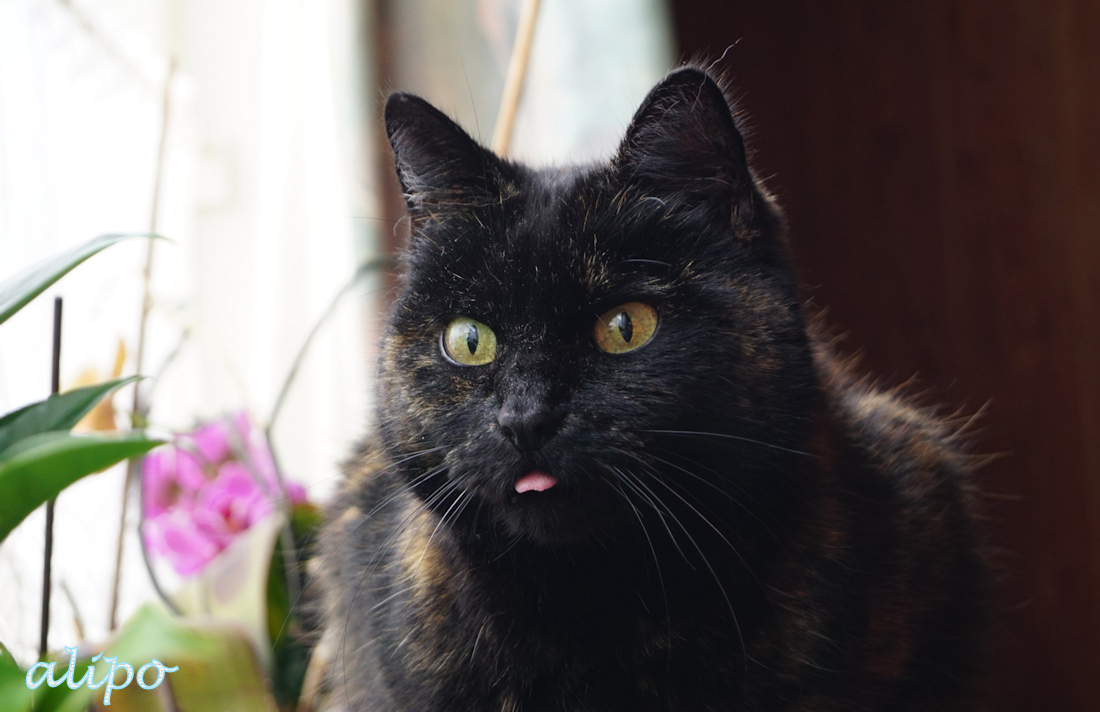 30-11-2020: Dat tongetje, hihi