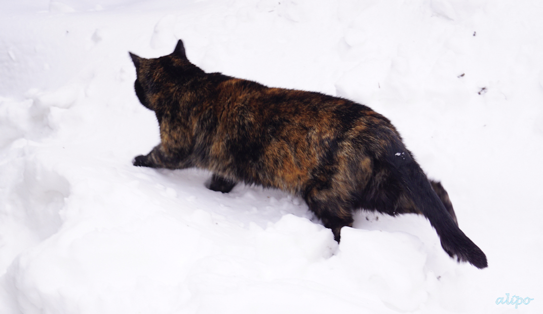 10-2-2021: Sneeuwsluiper